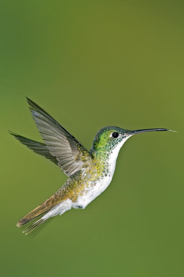 Feather Photograph - Andean Emerald Hummingbird #1 by Tony Camacho