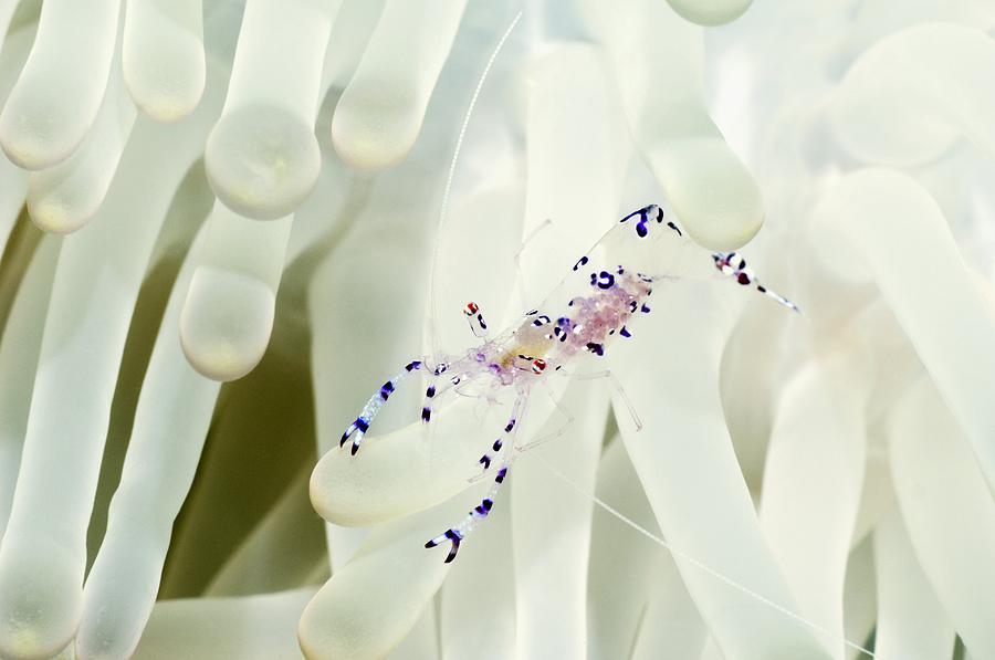 Nature Photograph - Anemone Shrimp #1 by Georgette Douwma