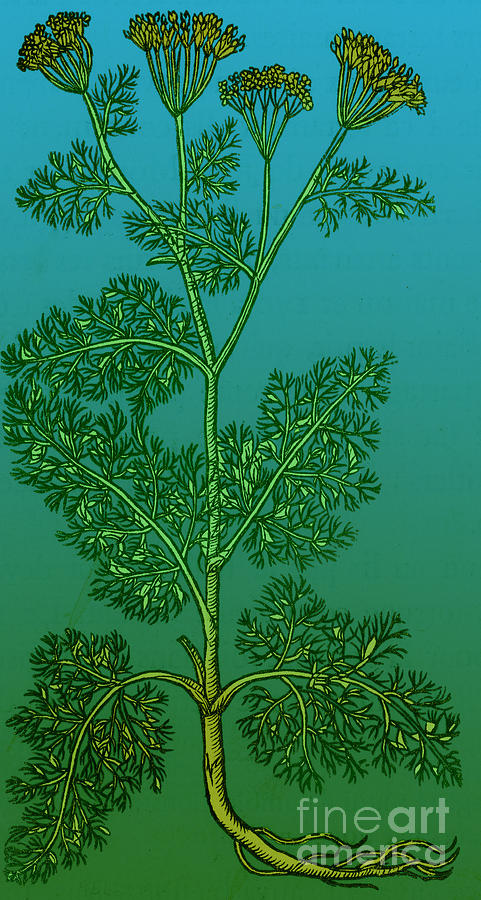 Anethum Graveolens, Dill #1 Photograph by Science Source