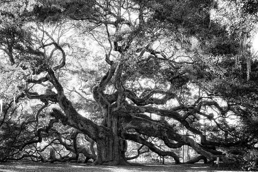 Angel Oak #1 Photograph by Lynne Jenkins