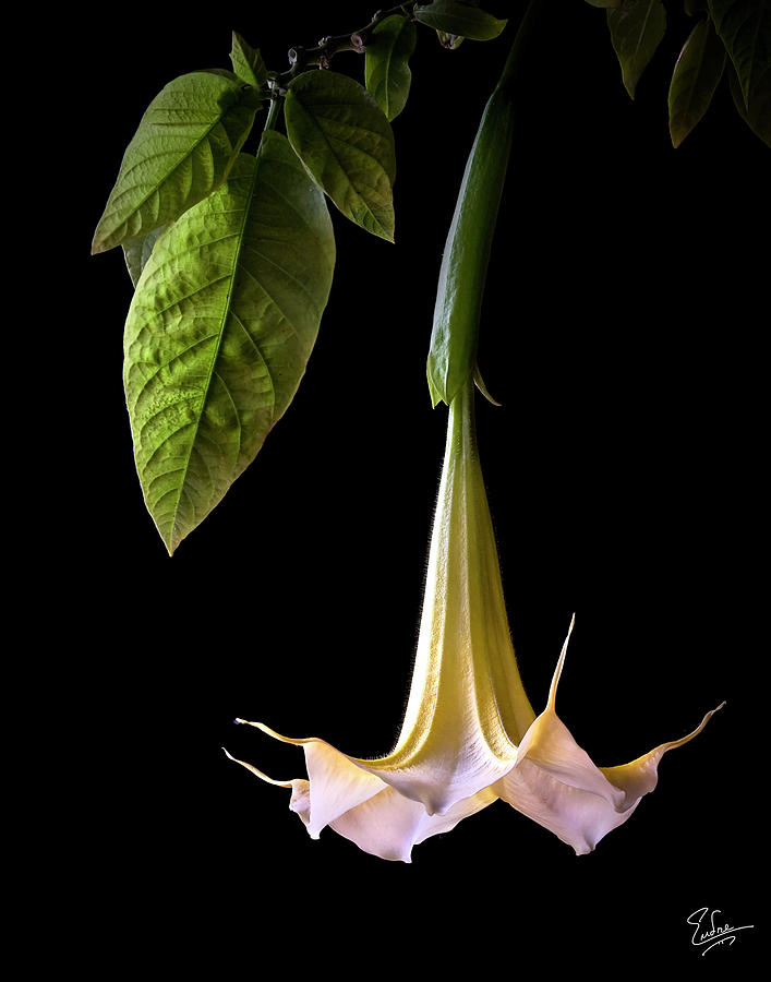 Angel Trumpet #1 Photograph by Endre Balogh