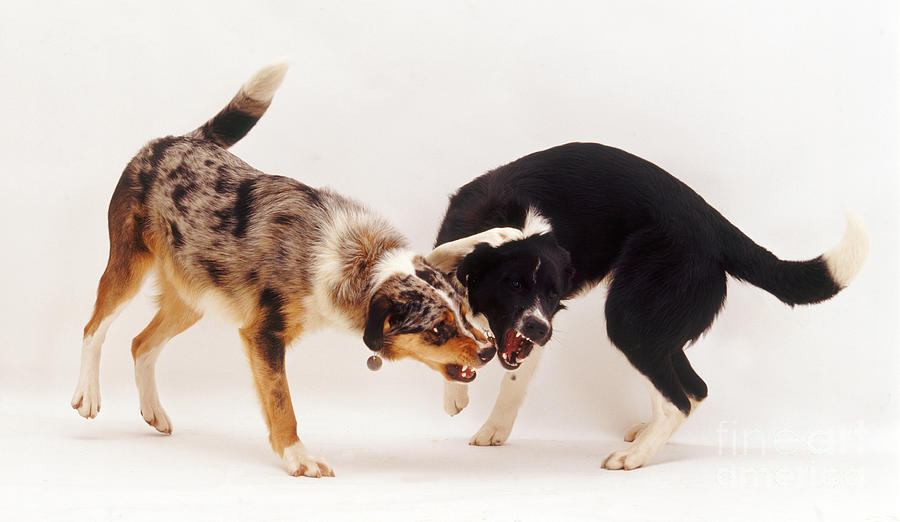 Animal Photograph - Angry Dogs #1 by Jane Burton