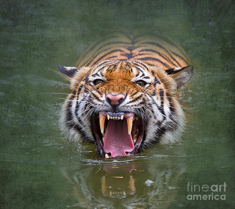 Tiger Photograph - Angry Tiger #2 by Louise Heusinkveld