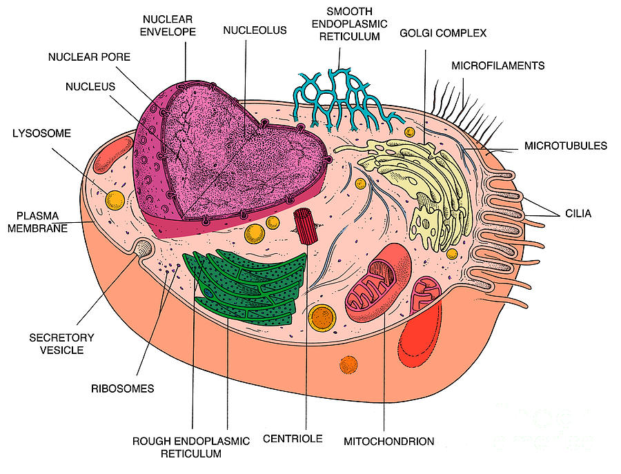 complex animal cell diagram