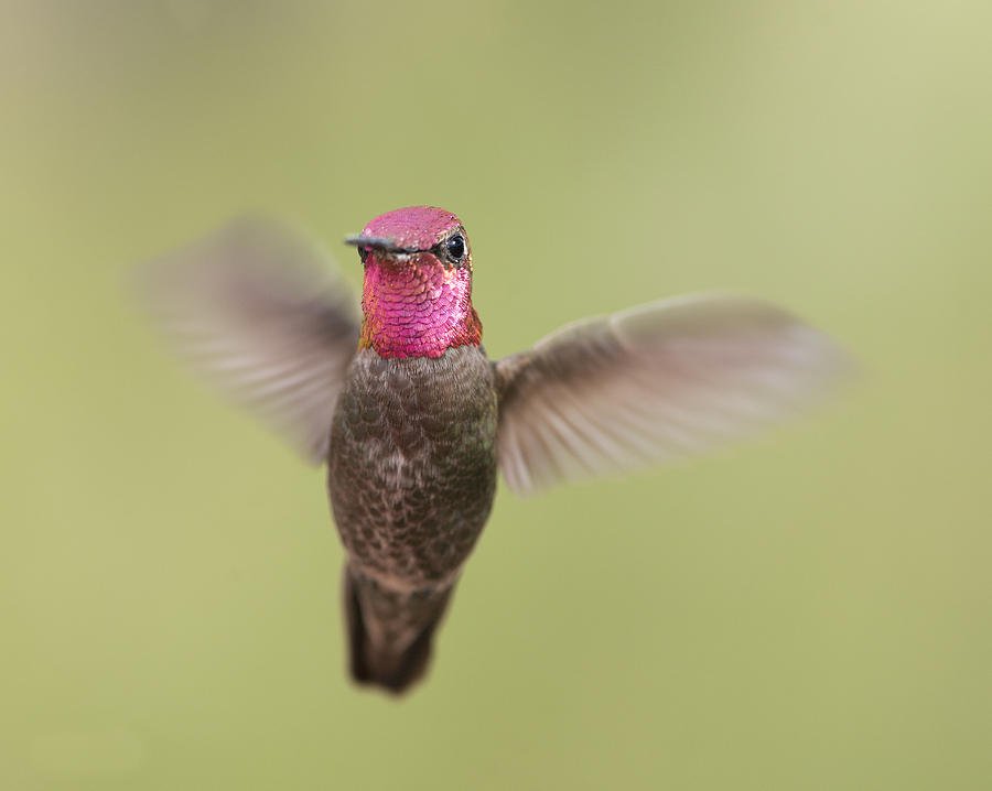 Annas Hummingbird #1 Photograph by Gregory Scott
