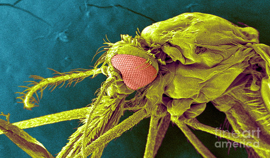 Anopheles Gambiae Mosquito, Sem #1 Photograph by Science Source