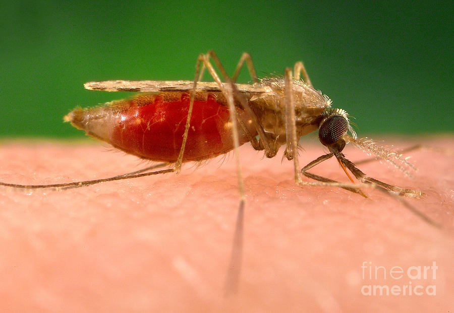 Anopheles Minimus, Malaria Vector #1 Photograph by Science Source
