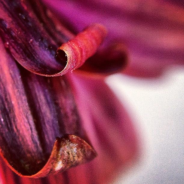 Another #petalcurl For The #1 Photograph by Rebekah Moody