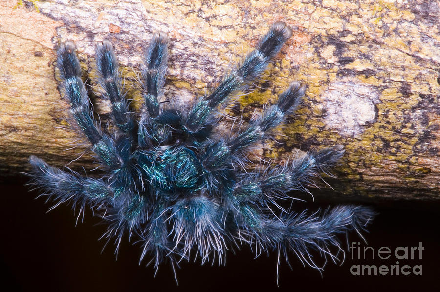 Spider Photograph - Antilles Pinktoe Tarantula #1 by Dante Fenolio