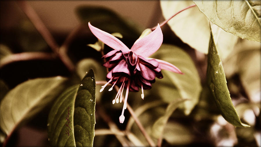 Antiqued Fuchsia #1 Photograph by Jeanette C Landstrom
