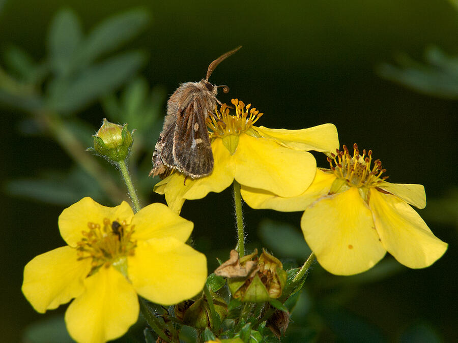 Antler Moth #3 Photograph by Jouko Lehto
