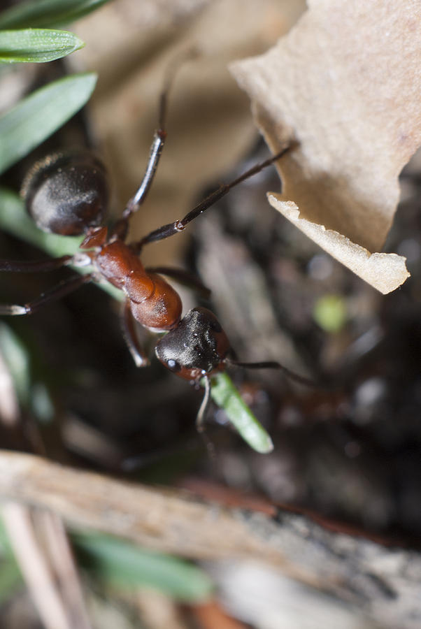 Ant Photograph - Ants colony #1 by Igor Sinitsyn