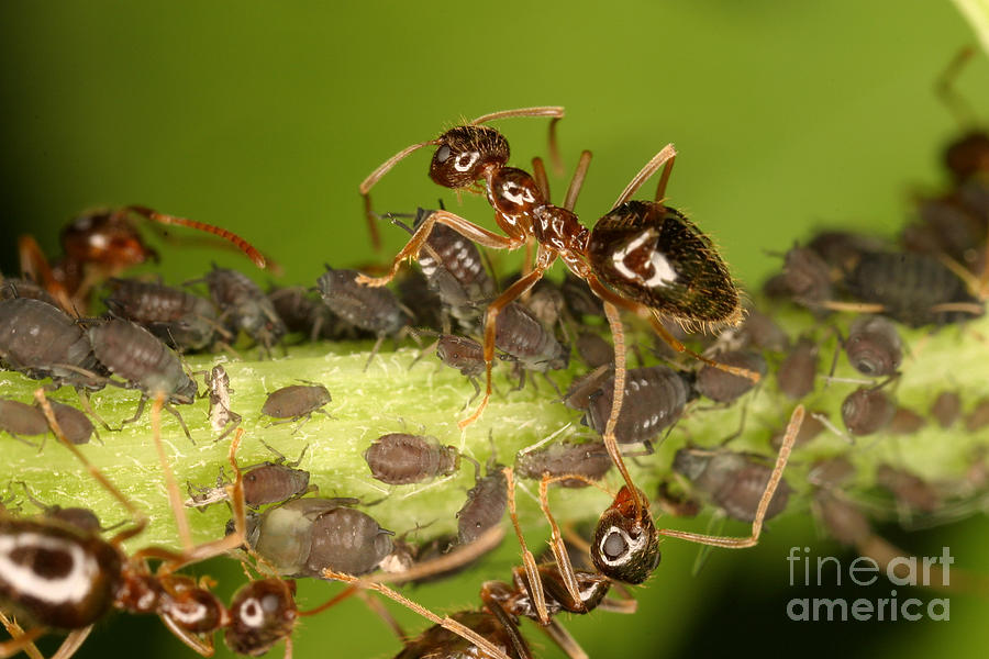Animal  - Ants Tending Aphids #1 by Ted Kinsman