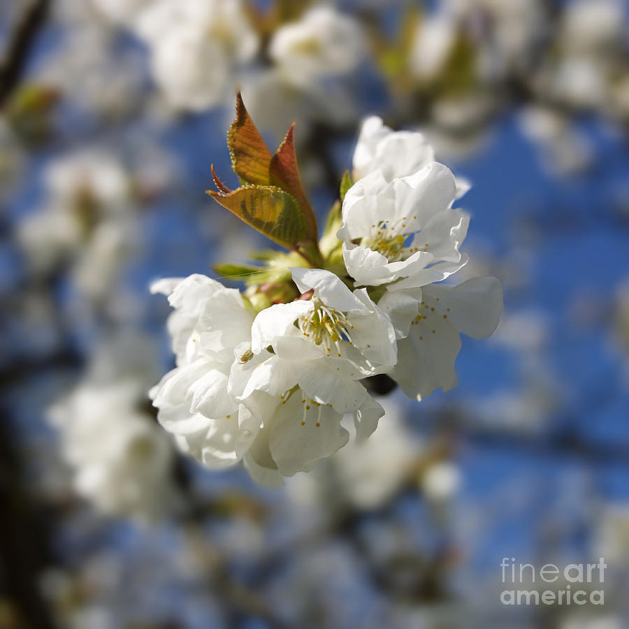 Tree Photograph - Apple blossom #1 by Bernard Jaubert