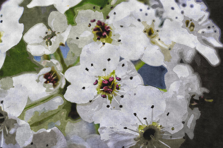 Apple Blossoms #1 Digital Art by Charles Muhle