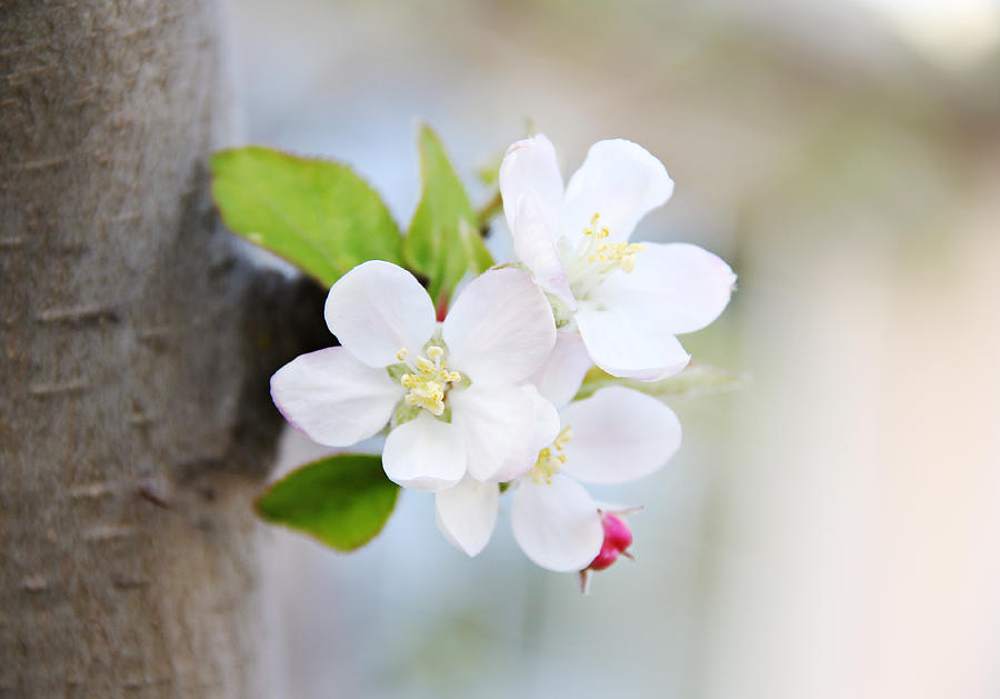 Apple Blossoms #1 Photograph by Masha Batkova