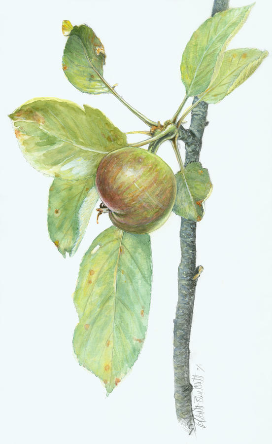 Apple Painting - Apple Branch #1 by Scott Bennett