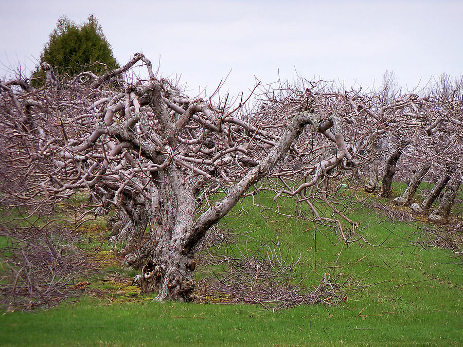Apple Orchard #1 Photograph by Corinne Elizabeth Cowherd