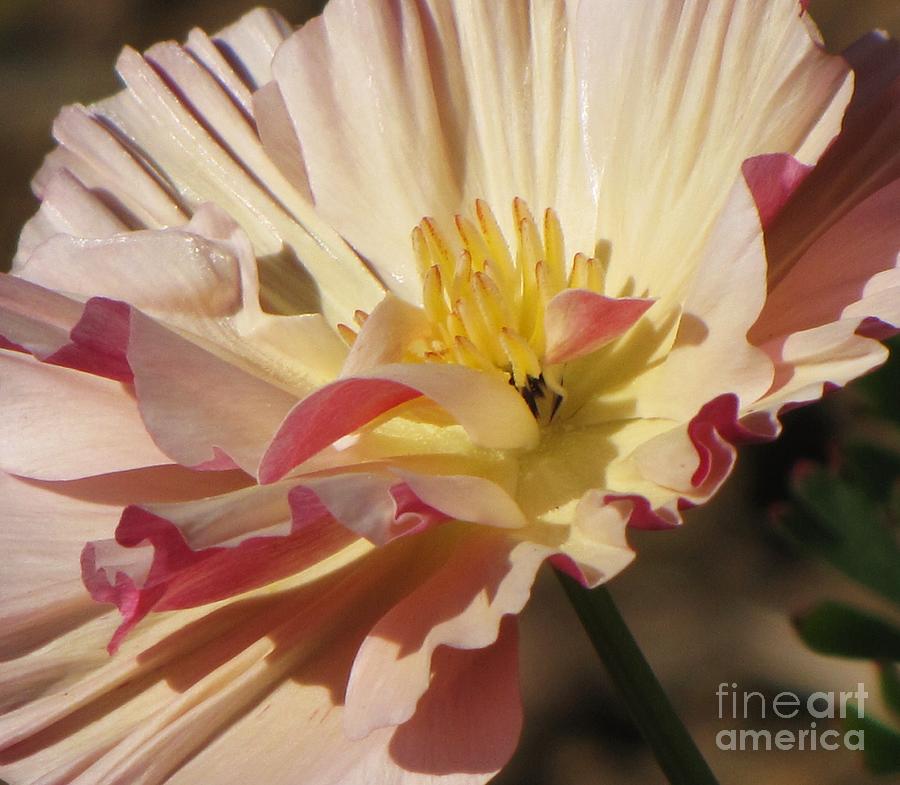Appleblossom California Poppy #1 Photograph by Michele Penner