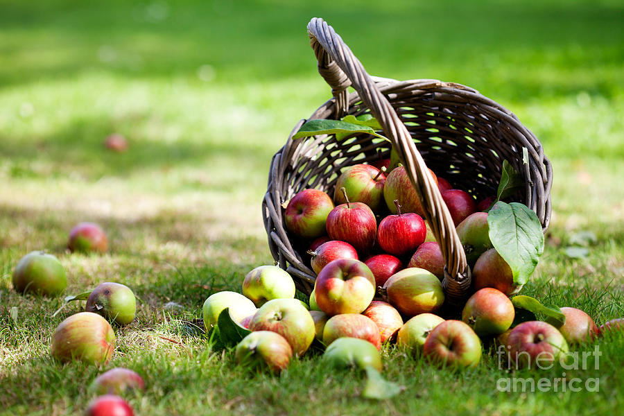 Apples in basket #1 Photograph by Kati Finell