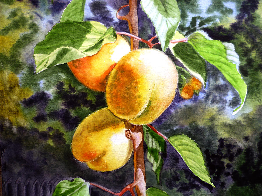 Apricots in the Garden #2 Painting by Irina Sztukowski