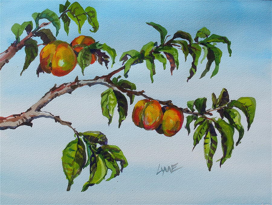 Apricots Painting by Lynne Haines