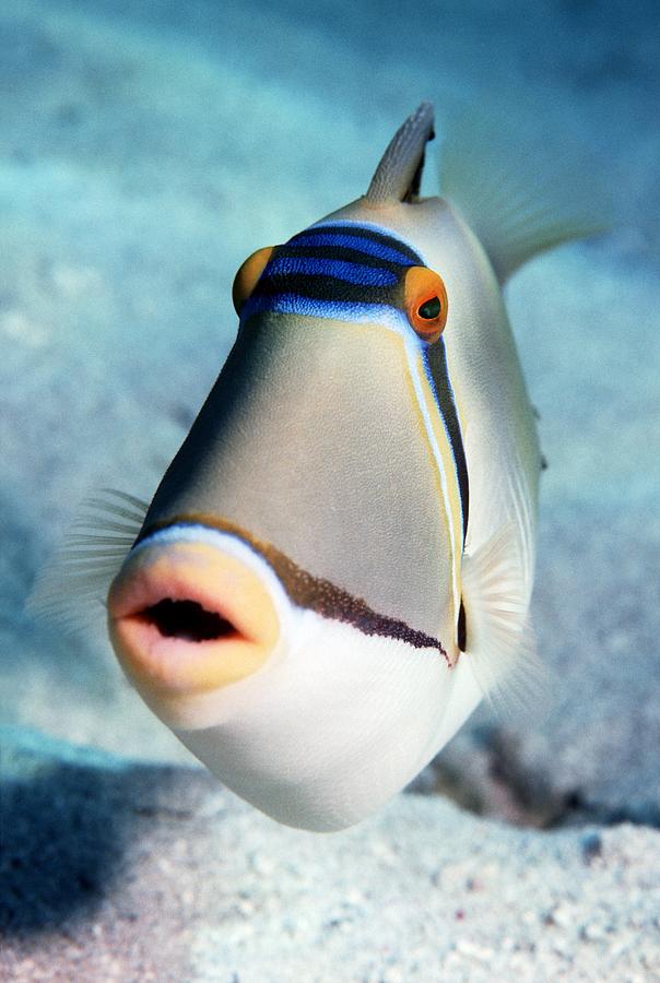 Fish Photograph - Arabian Picasso Triggerfish #1 by Georgette Douwma