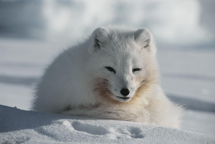 Arctic Fox Photograph by Doug Allan | Fine Art America