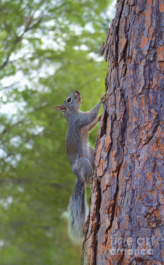 Arizona Grey Squirrel #1 Photograph by Donna Greene