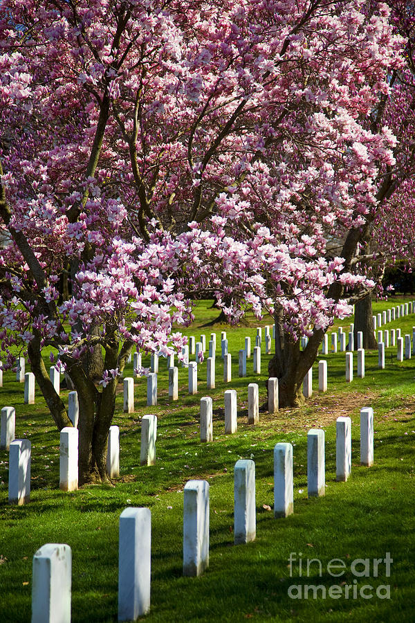 Arlington Cherry Trees #1 Photograph by Brian Jannsen