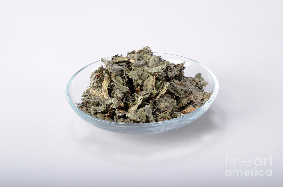 Artichoke As A Herbal Remedy #1 Photograph by Photo Researchers, Inc.
