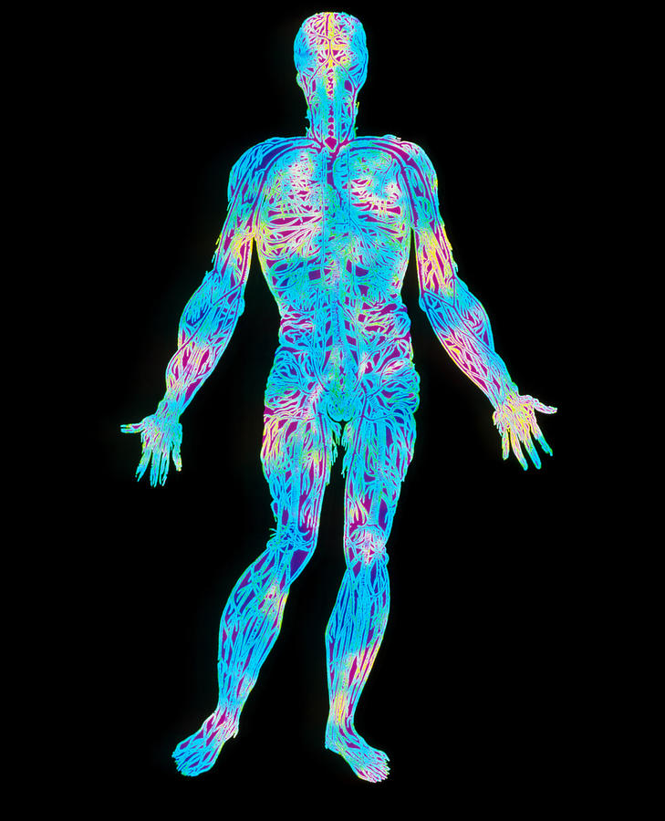 Artwork Of The Human Venous System (from Vesalius) Photograph by Mehau ... Biology Diagrams