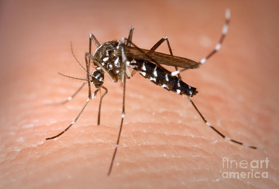 Animal Photograph - Asian Tiger Mosquito #1 by Science Source