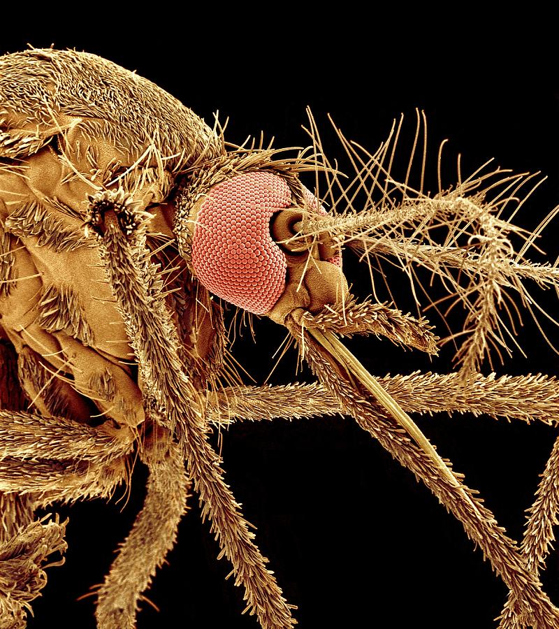 Wildlife Photograph - Asian Tiger Mosquito, Sem #1 by Susumu Nishinaga