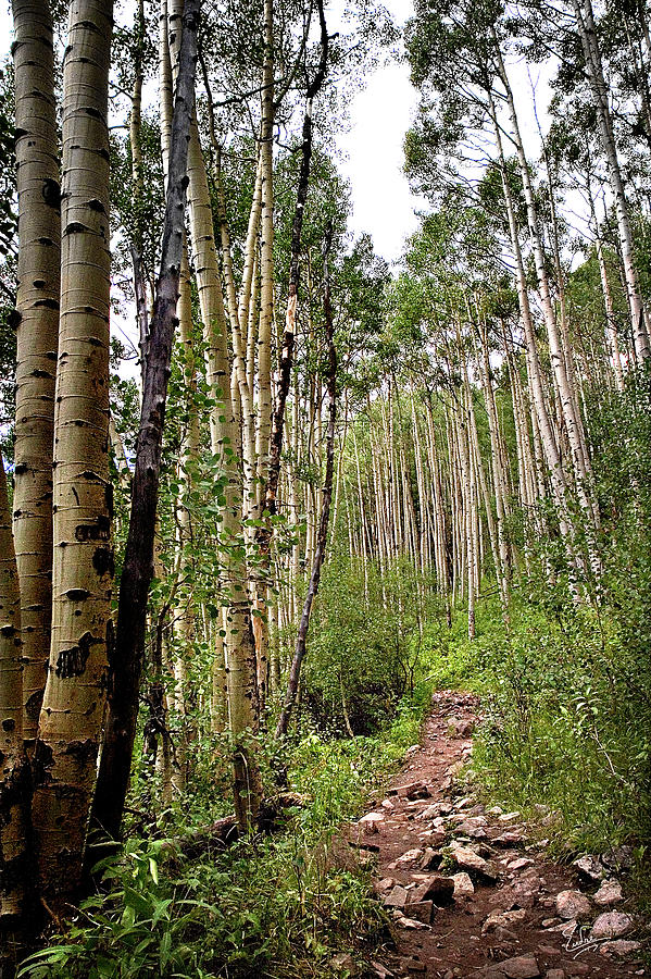 Aspen Forest #1 Photograph by Endre Balogh