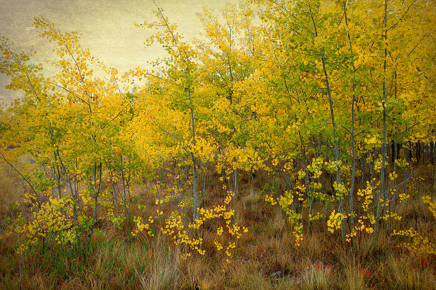Aspen Grove #1 Photograph by Tim Reaves