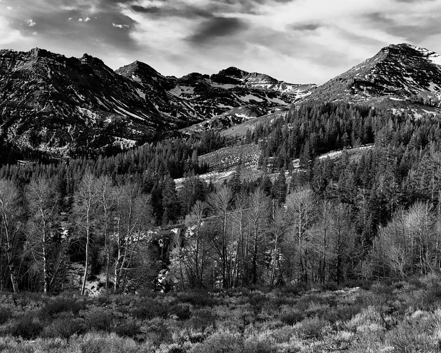 Aspen Trees Sonora Pass Tuolumne County CA Photograph by Troy ...