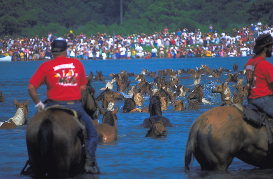 Assateague Pony Swim Photograph by Carl Purcell