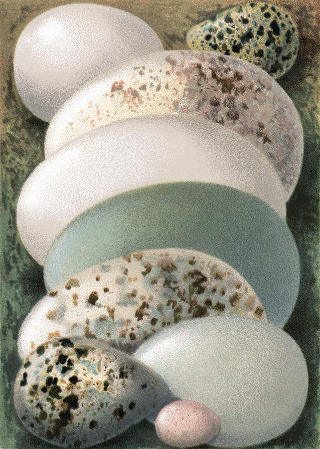 Egg Photograph - Assorted Birds Eggs, Historical Art #1 by Sheila Terry