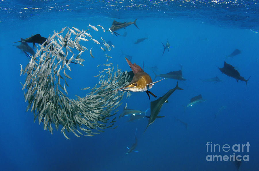 Atlantic Sailfish, Isla Mujeres  Photograph by Pete Oxford