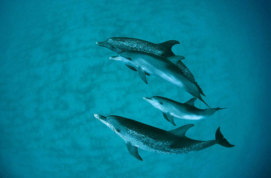 Atlantic Spotted Dolphins Photograph by Flip Nicklin