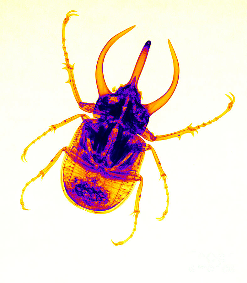 Insects Photograph - Atlas Beetle X-ray #2 by Ted Kinsman