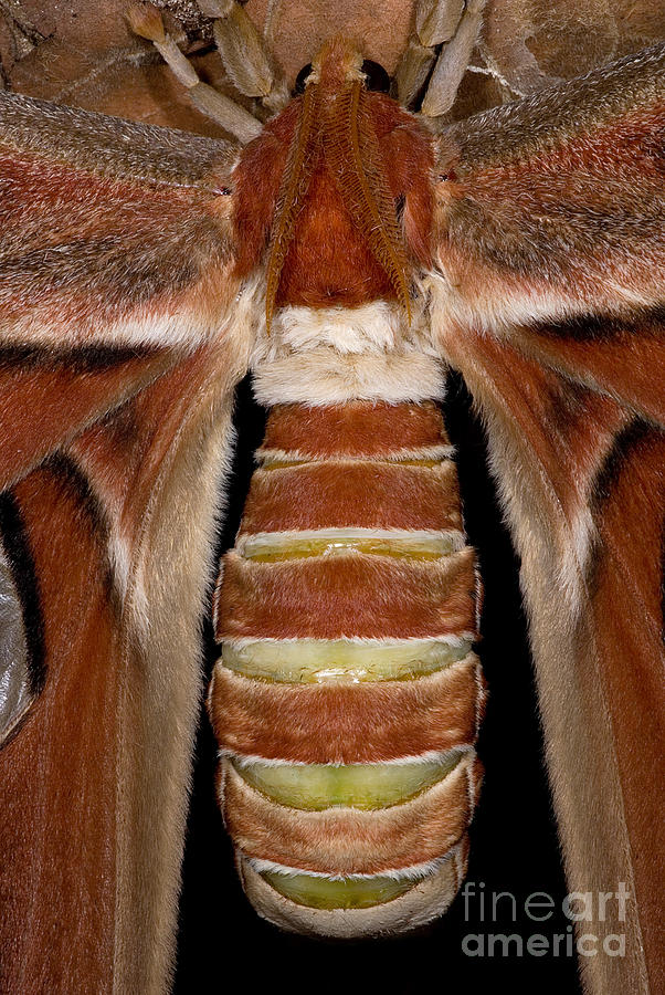 Atlas Moth #1 Photograph by Dant Fenolio