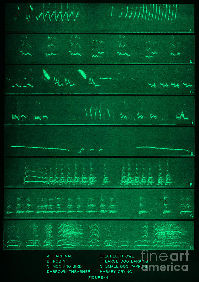 Audio Spectrograms #1 Photograph by Omikron