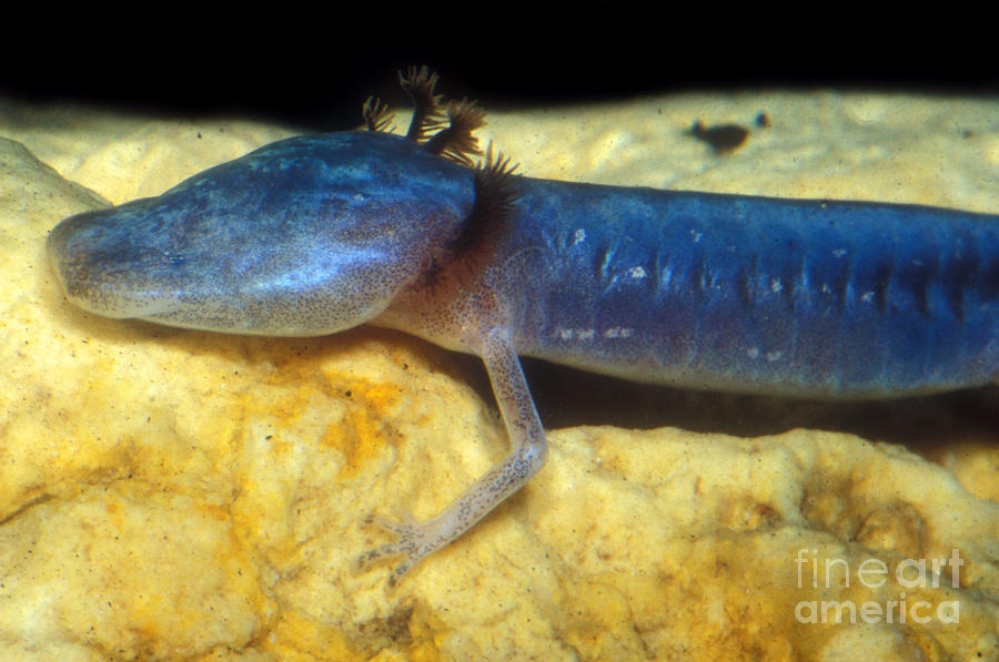 Animal Photograph - Austin Blind Salamander #1 by Dante Fenolio