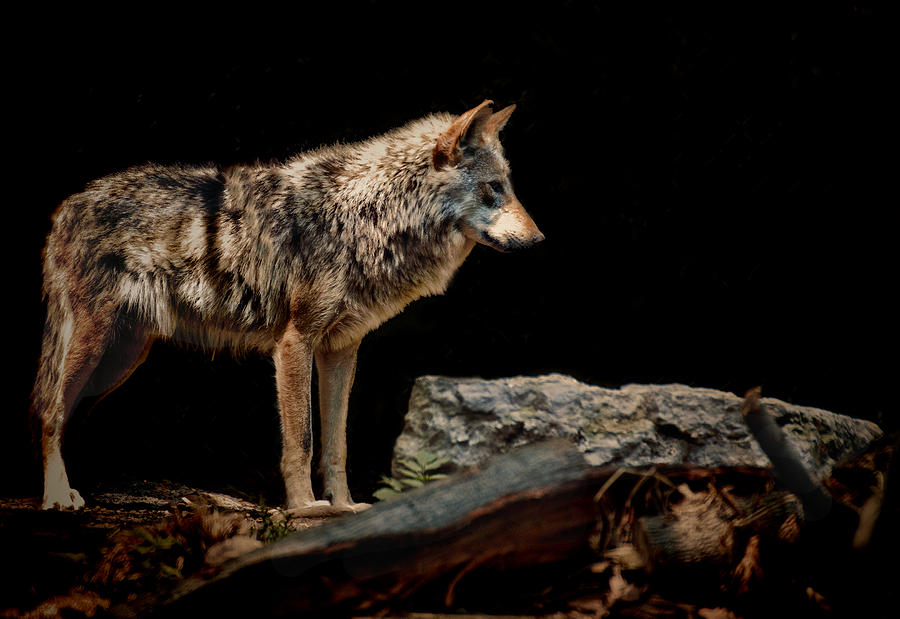 Austrailian Wolf #1 Photograph by Joe Granita