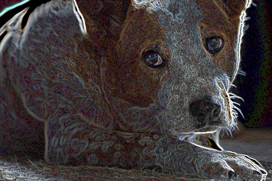 Dog Photograph - Australian Cattle Dog #1 by One Rude Dawg Orcutt