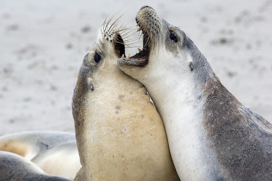 Australian Sea Lions Photograph by Tony Camacho - Pixels