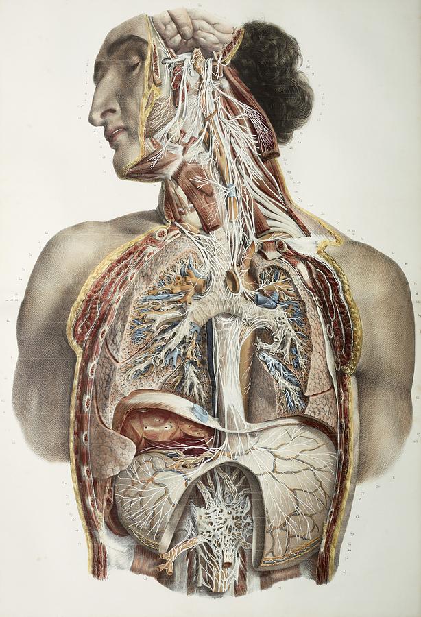 Autonomic Nerves, 1844 Artwork #1 Photograph by 