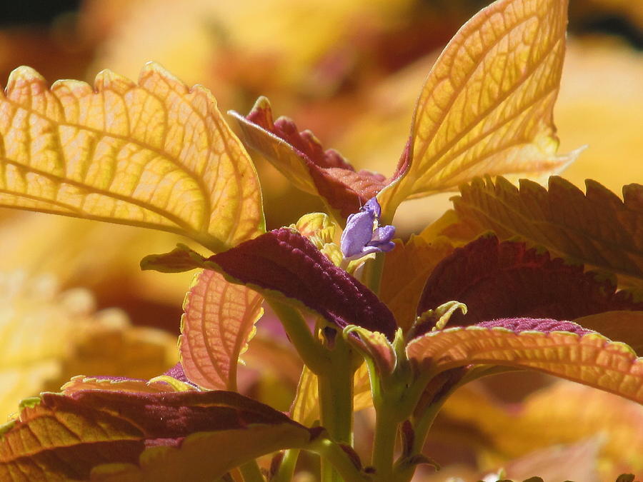 Autumn Coleus #1 Photograph by Alfred Ng